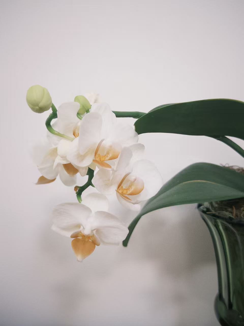 A white orchid in bloom against a quiet wall